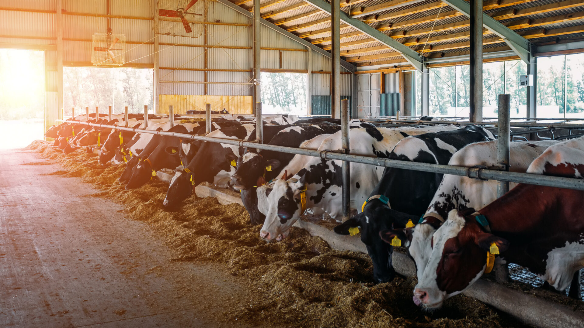 DLGProgramm Milchviehhaltung Initiative Milch